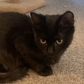 Wednesday - Domestic Shorthair cat available for adoption in Alberta