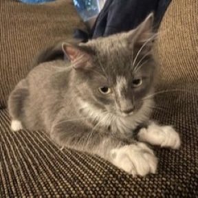 Svarog - Domestic Shorthair cat available for adoption in Alberta