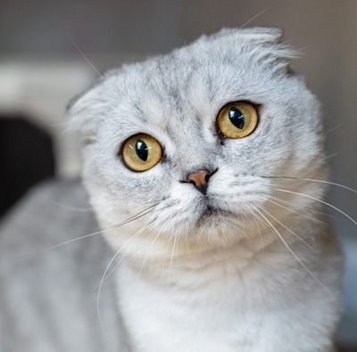 Photo of Chalkdust