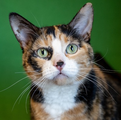 Pop Quiz - Tortoiseshell cat available for adoption in Calgary