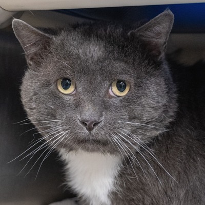 Combine Harvester - Domestic Shorthair cat available for adoption in Alberta
