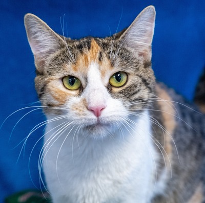 Nekomata - Domestic Shorthair cat available for adoption in Alberta