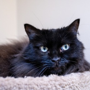 Photo of Cato