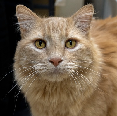 Blayze - Tabby cat available for adoption in Alberta